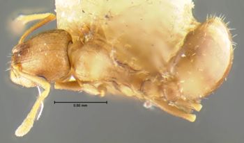 Media type: image;   Entomology 23661 Aspect: habitus dorsal view